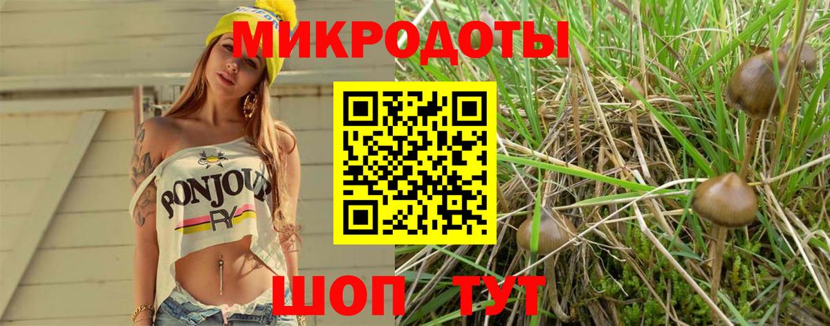 Галлюциногенные грибы Psilocybe Лабинск